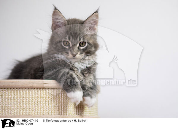 Maine Coon / Maine Coon / HBO-07416
