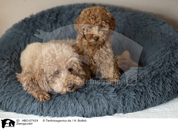 Zwergpudel / Miniature Poodle / HBO-07424