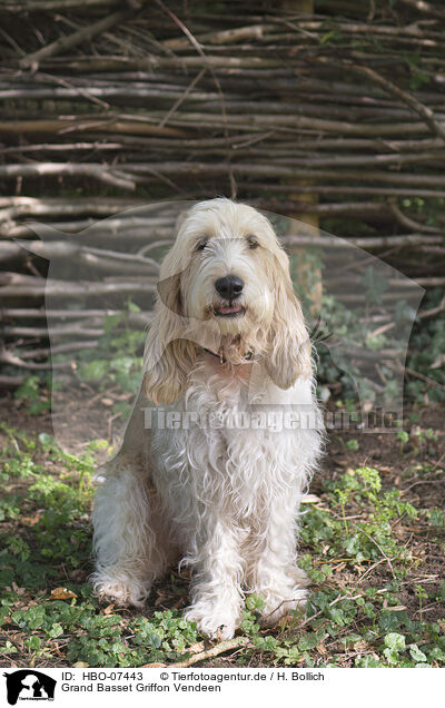 Grand Basset Griffon Vendeen / Grand Basset Griffon Vendeen / HBO-07443