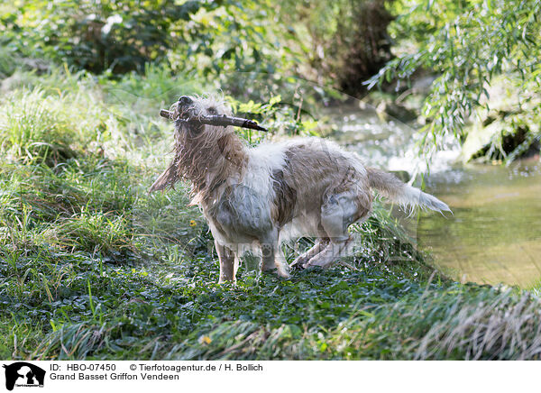 Grand Basset Griffon Vendeen / Grand Basset Griffon Vendeen / HBO-07450