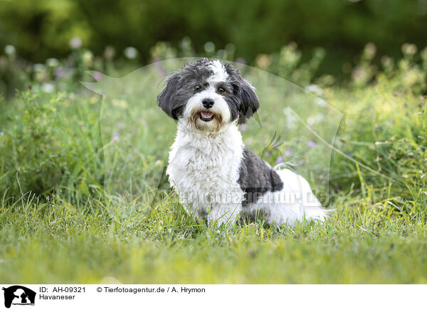 Havaneser / Havanese / AH-09321