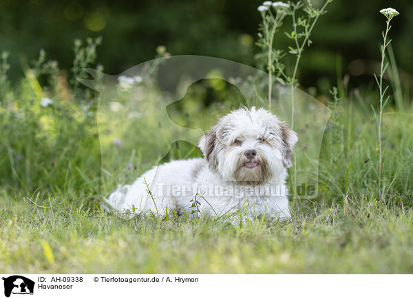 Havaneser / Havanese / AH-09338