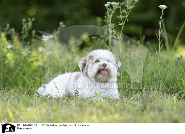 Havaneser / Havanese / AH-09339