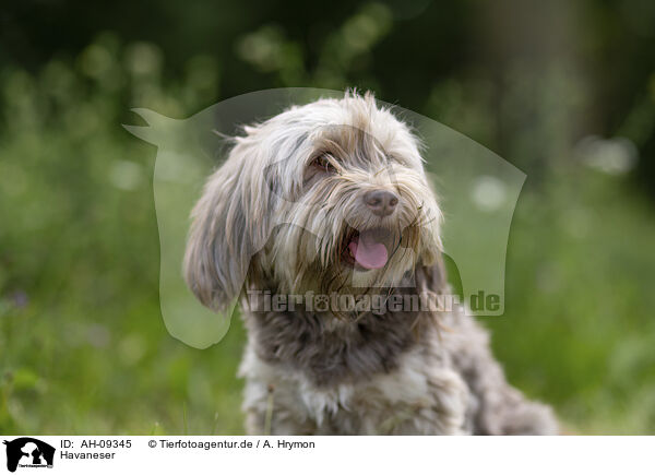 Havaneser / Havanese / AH-09345