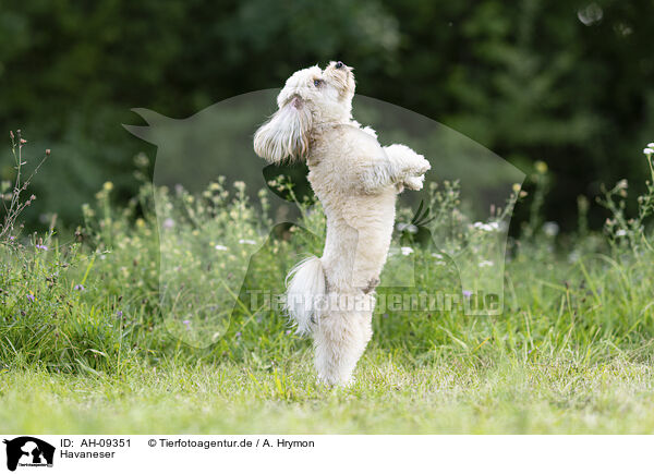 Havaneser / Havanese / AH-09351