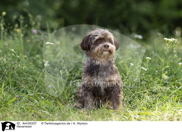 Havaneser / Havanese / AH-09357