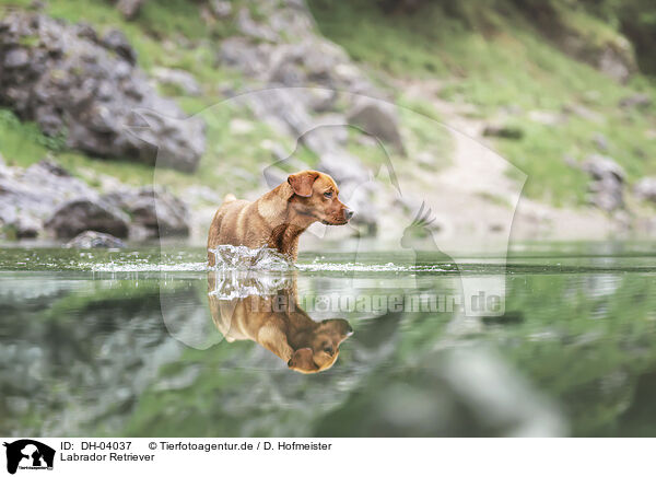 Labrador Retriever / Labrador Retriever / DH-04037