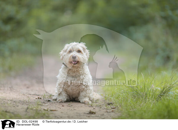Havaneser R�de / male Havanese / DOL-02498