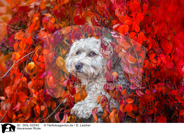 Havaneser Rde / male Havanese / DOL-02540
