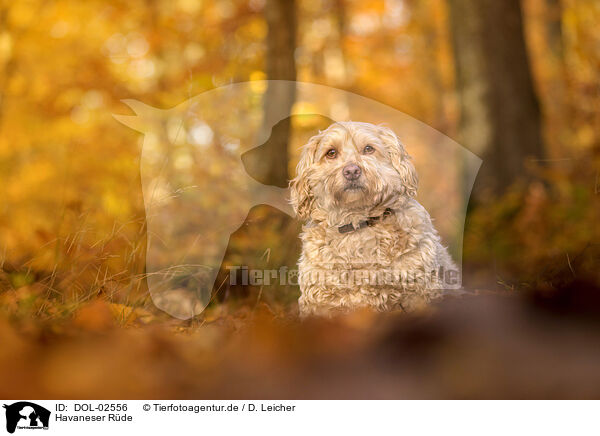 Havaneser R�de / male Havanese / DOL-02556
