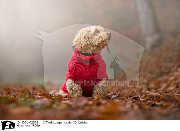 Havaneser R�de / male Havanese / DOL-02562