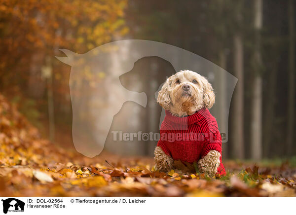 Havaneser R�de / male Havanese / DOL-02564