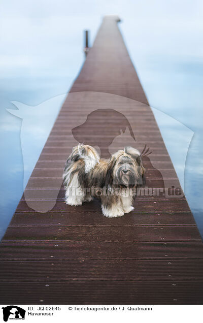 Havaneser / Havanese / JQ-02645