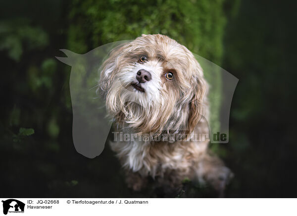 Havaneser / Havanese / JQ-02668