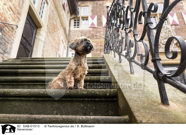 Havaneser / Havanese / SAB-01513