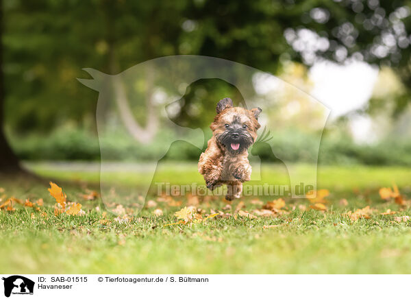 Havaneser / Havanese / SAB-01515