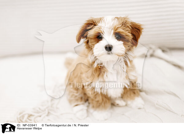 Havaneser Welpe / Havanese Puppy / NP-03941