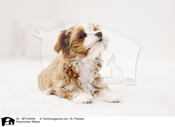 Havaneser Welpe / Havanese Puppy / NP-03946