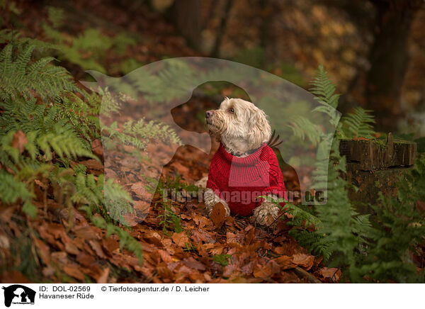 Havaneser R�de / male Havanese / DOL-02569