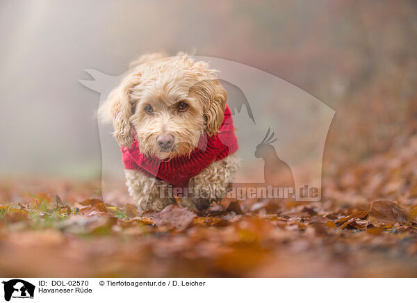 Havaneser R�de / male Havanese / DOL-02570