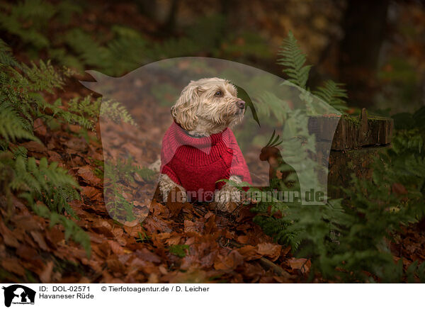 Havaneser R�de / male Havanese / DOL-02571