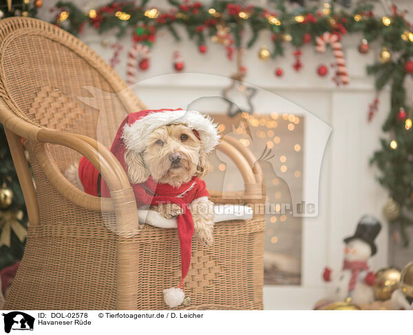 Havaneser R�de / male Havanese / DOL-02578
