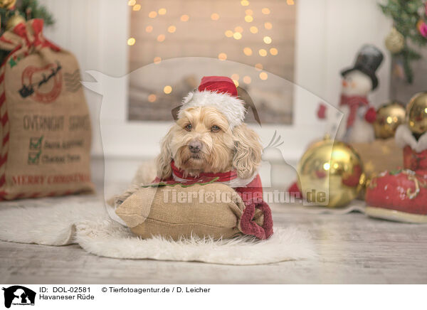 Havaneser R�de / male Havanese / DOL-02581