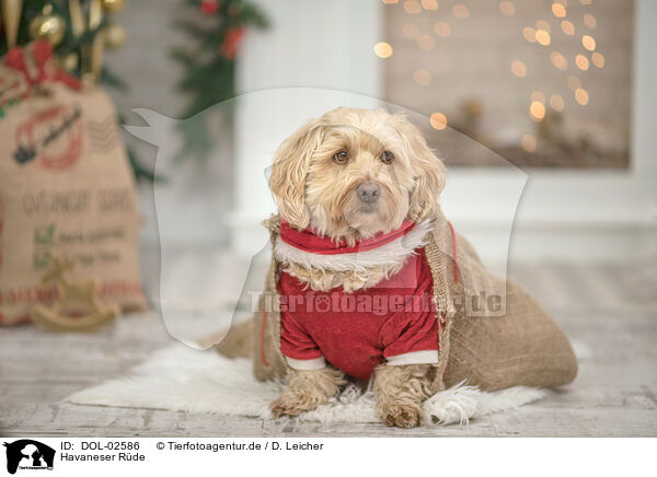 Havaneser R�de / male Havanese / DOL-02586