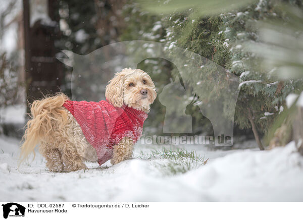 Havaneser R�de / male Havanese / DOL-02587