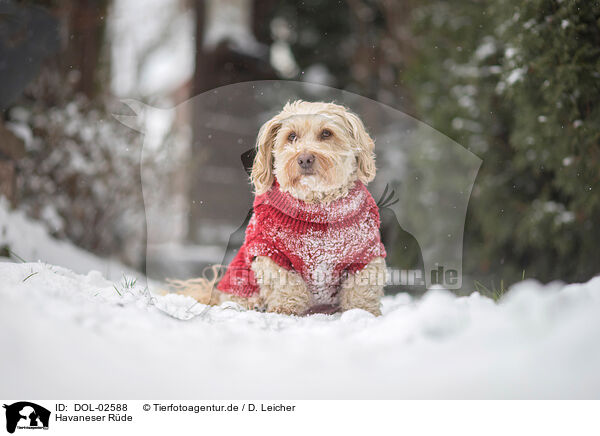 Havaneser R�de / male Havanese / DOL-02588