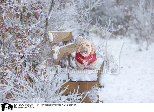 Havaneser R�de / male Havanese / DOL-02595