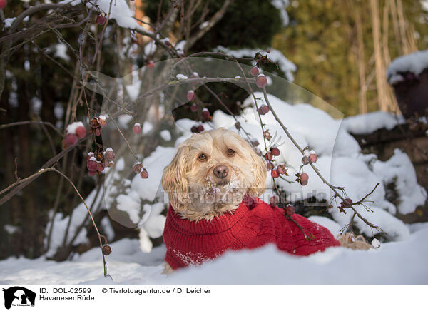 Havaneser R�de / male Havanese / DOL-02599
