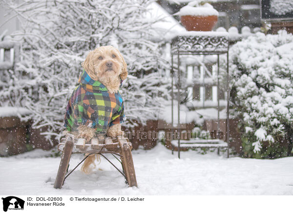 Havaneser R�de / male Havanese / DOL-02600