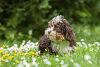 sitzender Havaneser Welpe