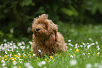 sitzender Havaneser Welpe