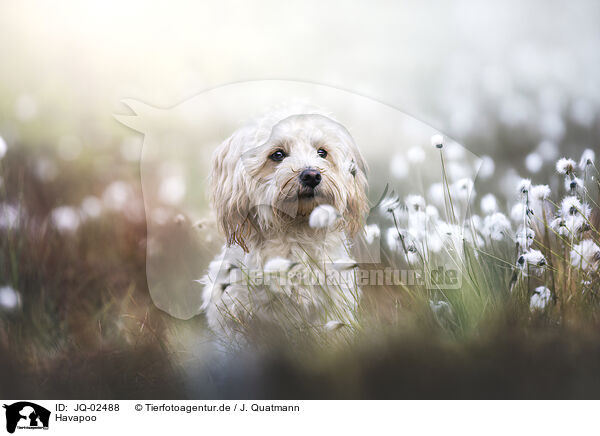 Havapoo / Havapoo / JQ-02488