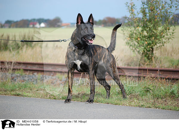 Hollandse Herder / MEH-01058