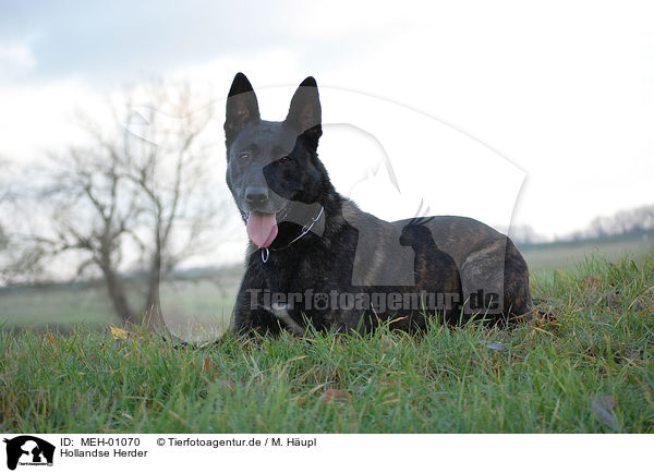 Hollandse Herder / MEH-01070