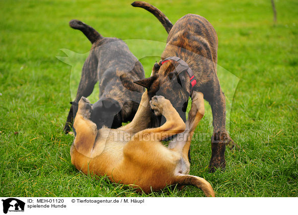 spielende Hunde / MEH-01120