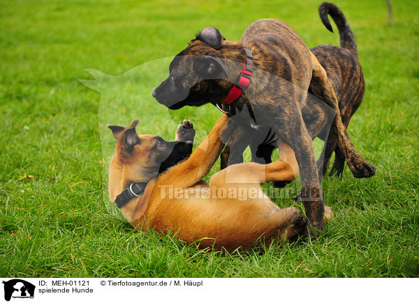 spielende Hunde / playing dogs / MEH-01121