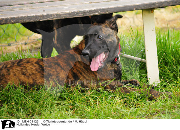 Hollandse Herder Welpe / Hollandse Herder puppy / MEH-01123