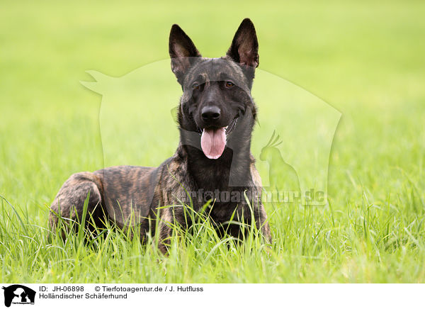 Holl�ndischer Sch�ferhund / Dutch Shepherd Dog / JH-06898