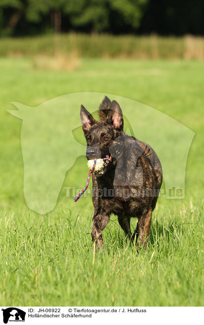 Hollndischer Schferhund / Dutch Shepherd Dog / JH-06922