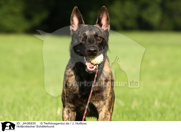 Holl�ndischer Sch�ferhund / Dutch Shepherd Dog / JH-06930
