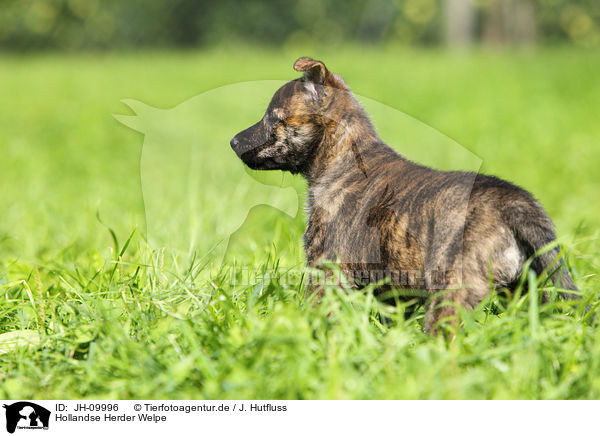 Hollandse Herder Welpe / JH-09996