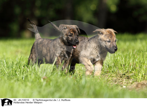 Hollandse Herder Welpen / Hollandse Herder Puppies / JH-10010