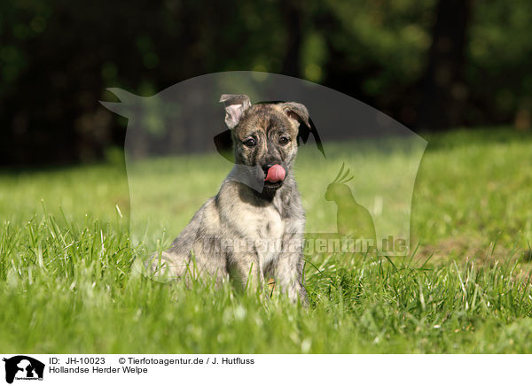 Hollandse Herder Welpe / Hollandse Herder Puppy / JH-10023