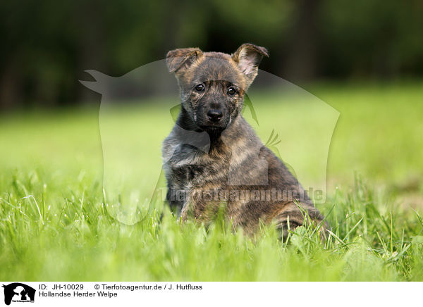 Hollandse Herder Welpe / JH-10029