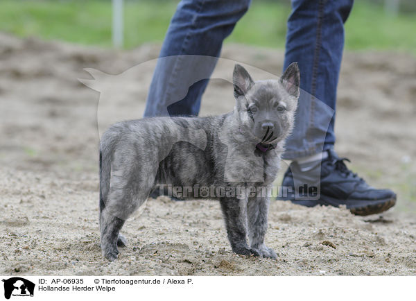 Hollandse Herder Welpe / Hollandse Herder Puppy / AP-06935
