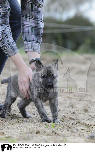 Hollandse Herder Welpe / Hollandse Herder Puppy / AP-06938
